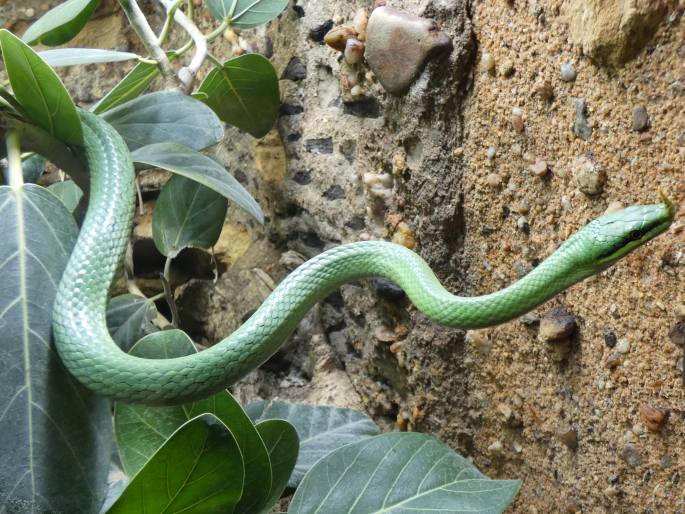 Gonyosoma boulengeri, užovka nosatá
