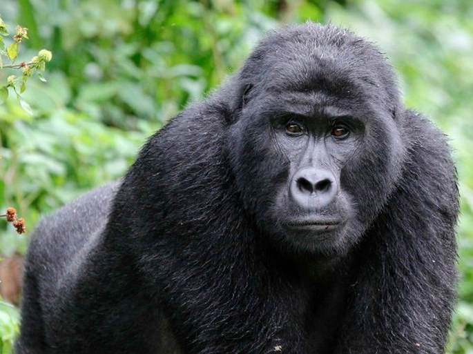 Gorilla beringei Matschie, 1903; gorila východní