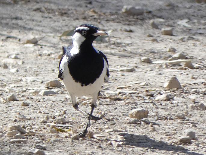 Grallina cyanoleuca, popeláček černobílý