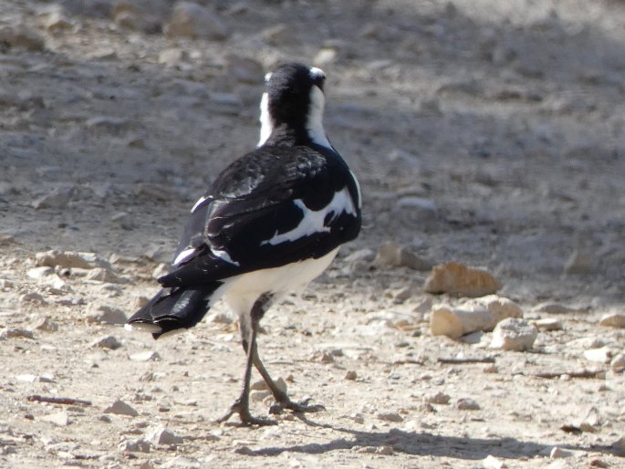 Grallina cyanoleuca, popeláček černobílý