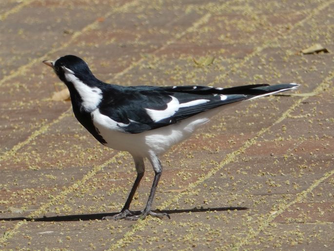 Grallina cyanoleuca, popeláček černobílý