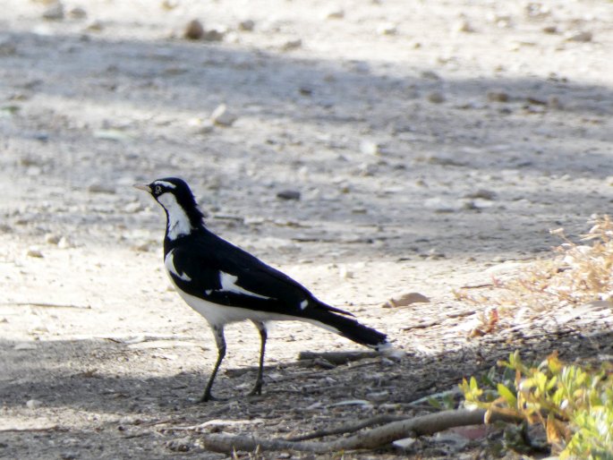 Grallina cyanoleuca, popeláček černobílý