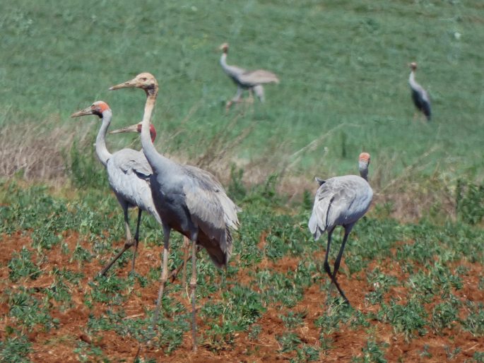 Grus antigone, jeřáb Antigonin