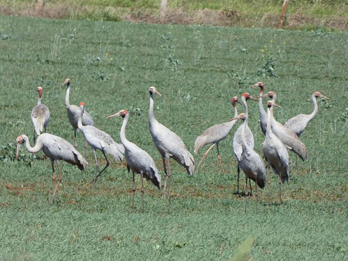 Grus antigone, jeřáb Antigonin