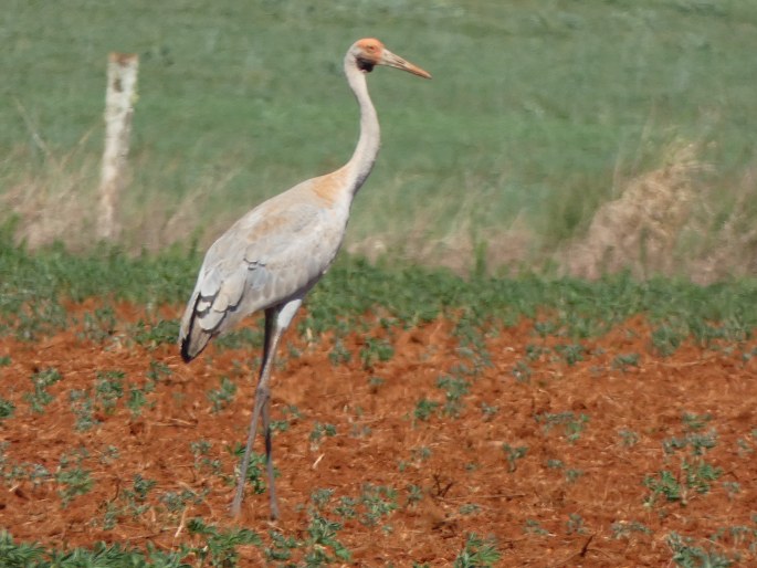 Grus antigone, jeřáb Antigonin