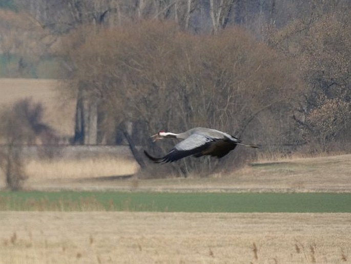 Grus grus, jeřáb popelavý