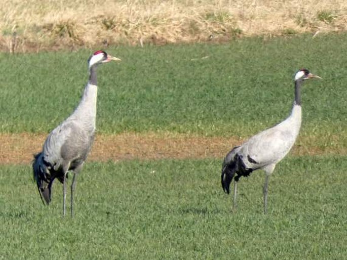 Grus grus, jeřáb popelavý