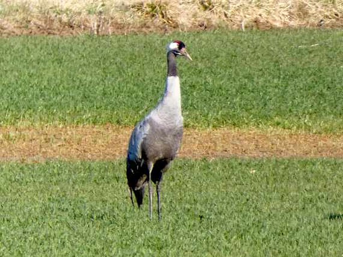 Grus grus, jeřáb popelavý