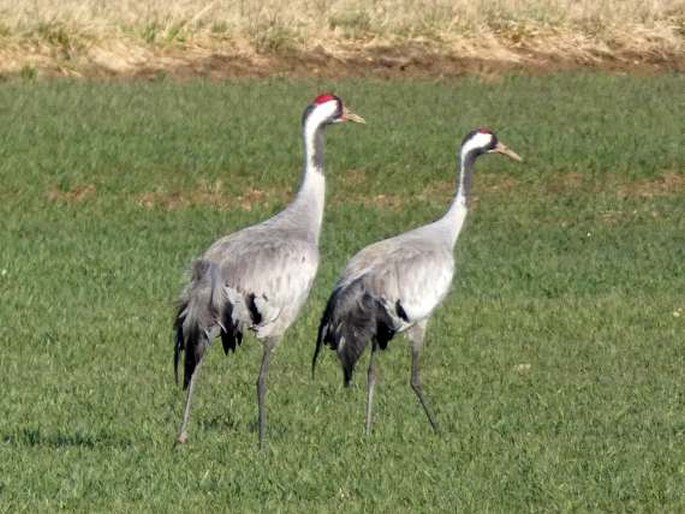 Grus grus, jeřáb popelavý