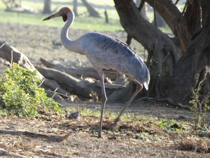 Grus rubicunda, jeřáb australský