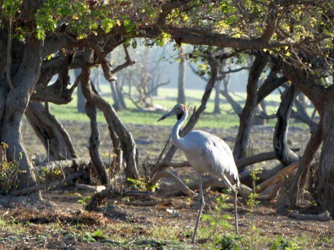 Grus rubicunda, jeřáb australský