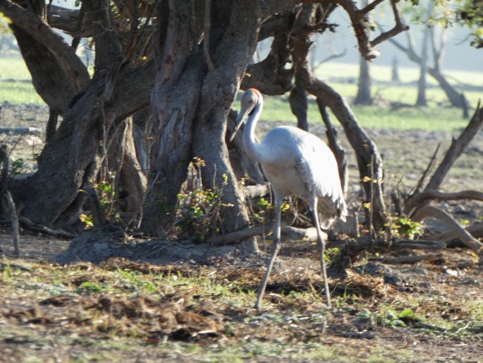 Grus rubicunda, jeřáb australský