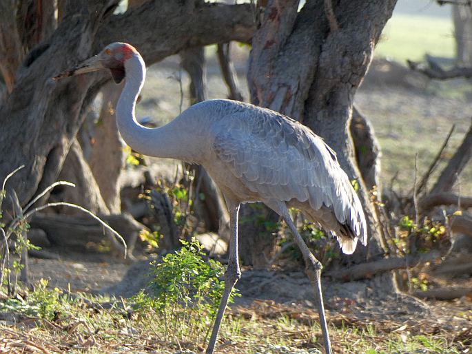 Grus rubicunda, jeřáb australský