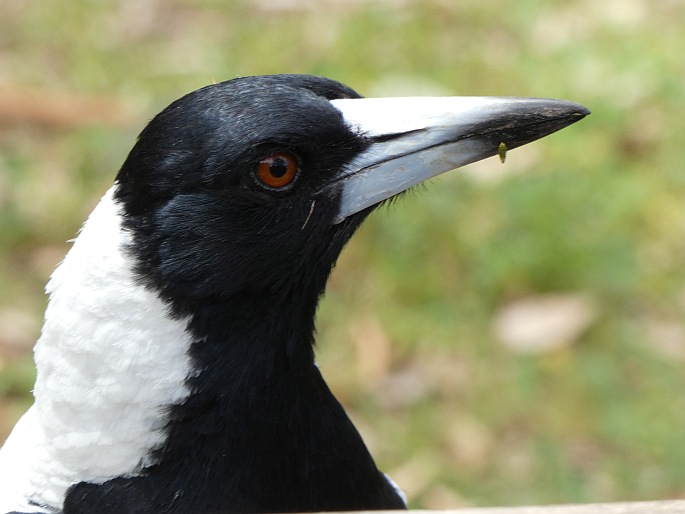 Gymnorhina tibicen, flétňák australský