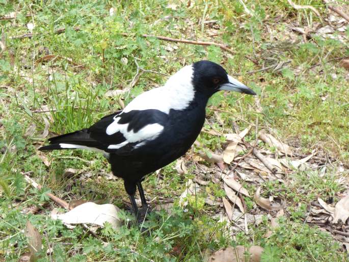 Gymnorhina tibicen, flétňák australský