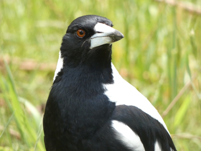 Gymnorhina tibicen, flétňák australský