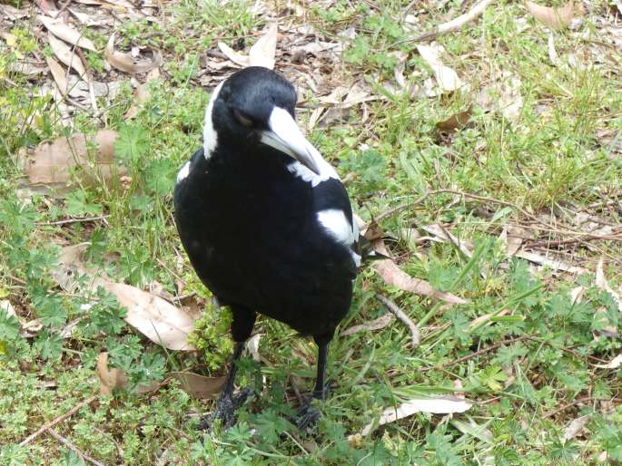 Gymnorhina tibicen, flétňák australský