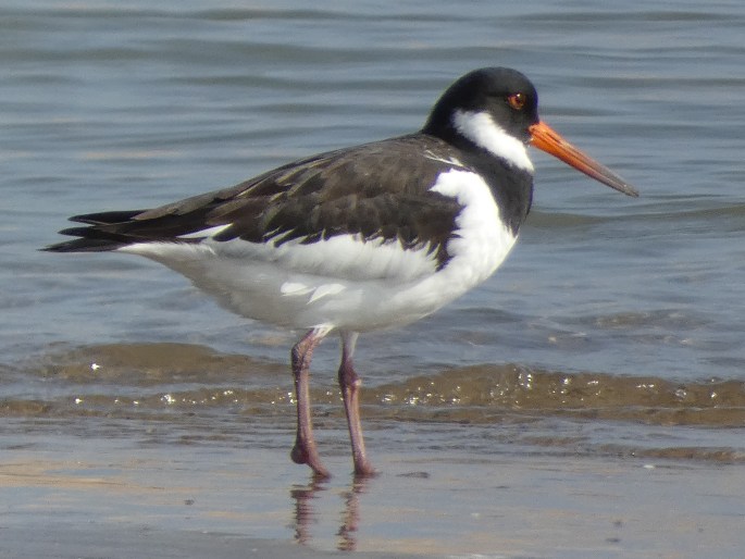 Haematopus ostralegus subsp. longipes, ústřičník velký středoasijský