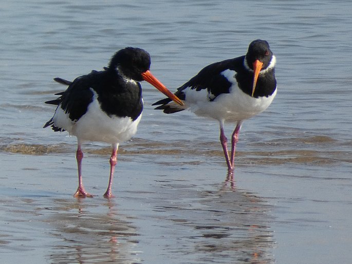 Haematopus ostralegus subsp. longipes, ústřičník velký středoasijský