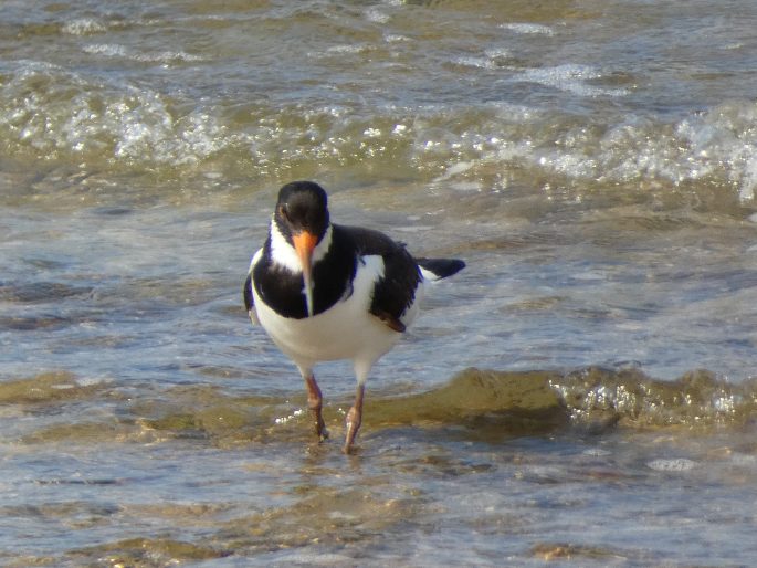 Haematopus ostralegus subsp. longipes, ústřičník velký středoasijský