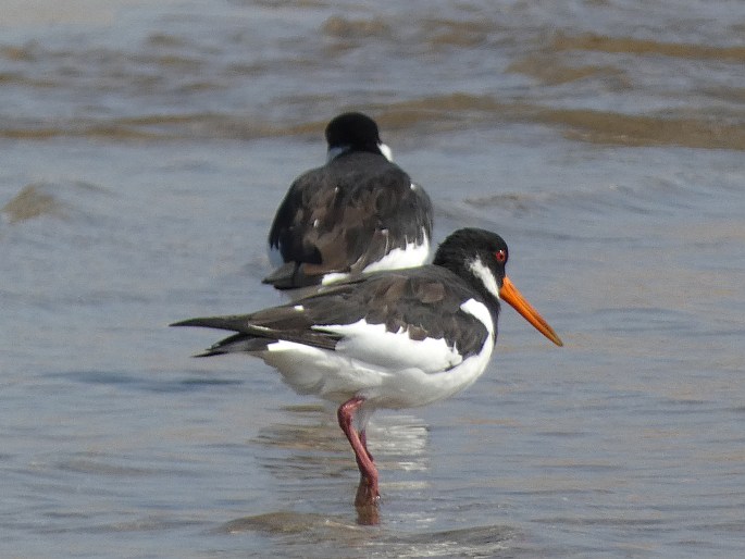 Haematopus ostralegus subsp. longipes, ústřičník velký středoasijský