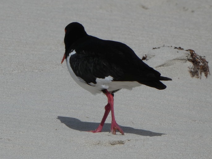 Haematopus longirostris, ústřičník dlouhozobý