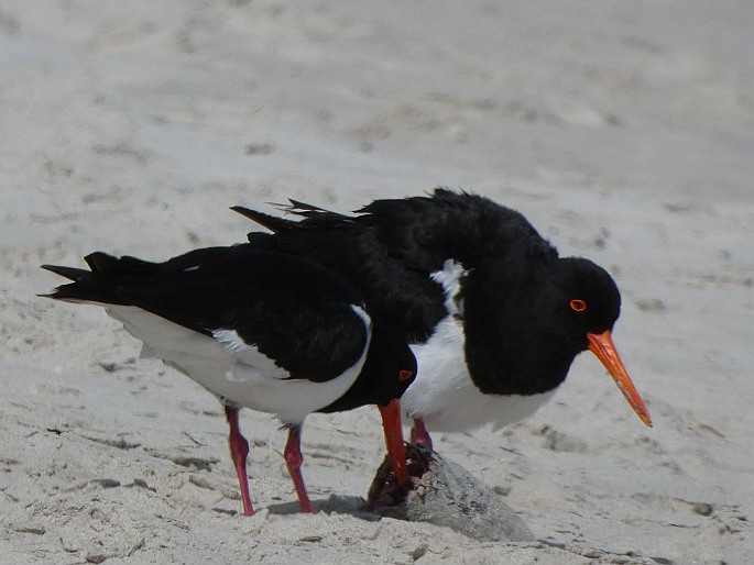 Haematopus longirostris, ústřičník dlouhozobý