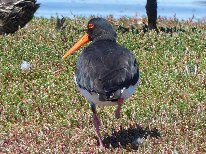 Haematopus longirostris, ústřičník dlouhozobý