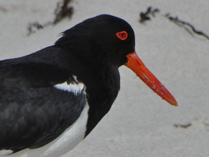 Haematopus longirostris, ústřičník dlouhozobý