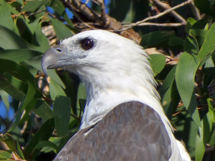 Haliaeetus leucogaster, orel bělobřichý