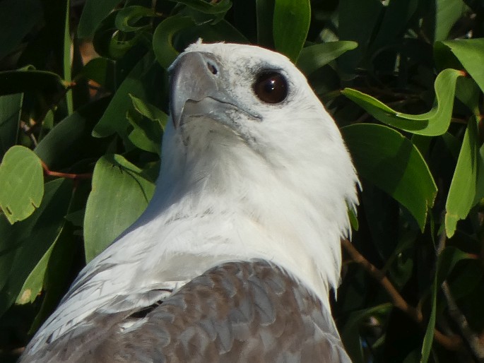 Haliaeetus leucogaster, orel bělobřichý