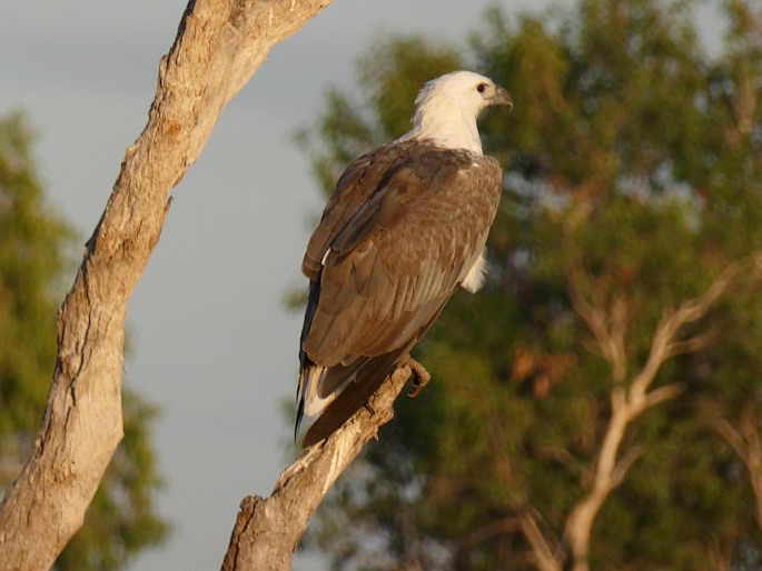 Haliaeetus leucogaster, orel bělobřichý