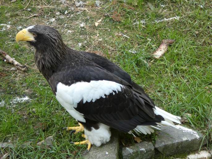 Haliaeetus pelagicus, orel východní