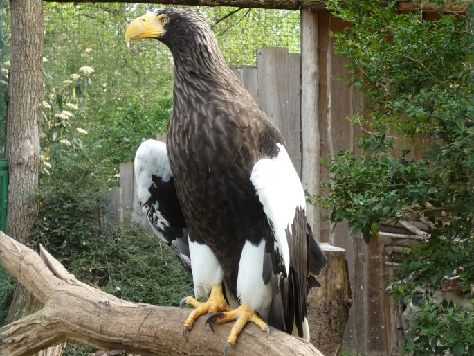 Haliaeetus pelagicus, orel východní