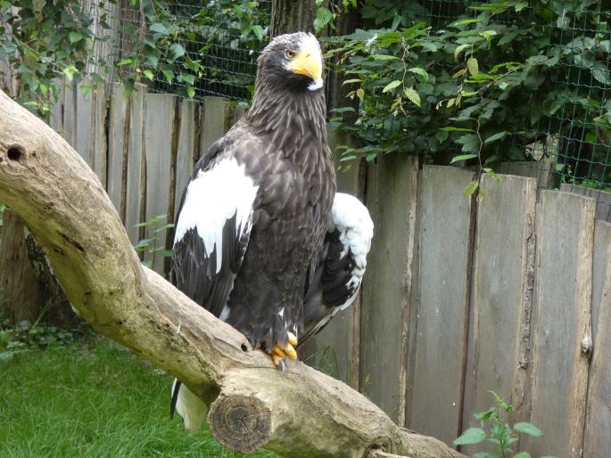 Haliaeetus pelagicus, orel východní