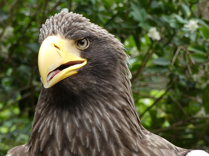 Haliaeetus pelagicus, orel východní