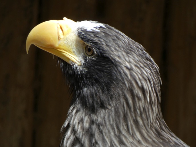 Haliaeetus pelagicus, orel východní