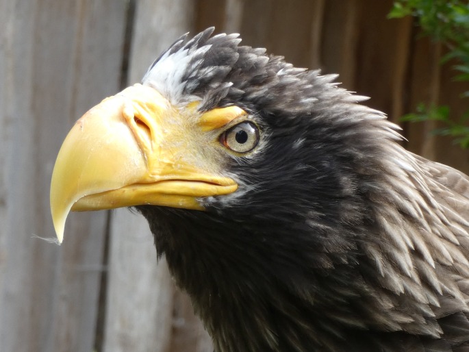 Haliaeetus pelagicus, orel východní