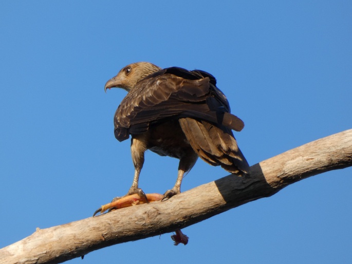 Haliastur sphenurus, luňák hvízdavý