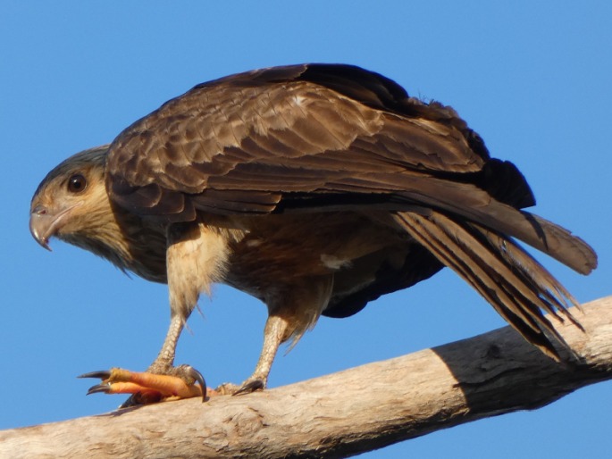 Haliastur sphenurus, luňák hvízdavý