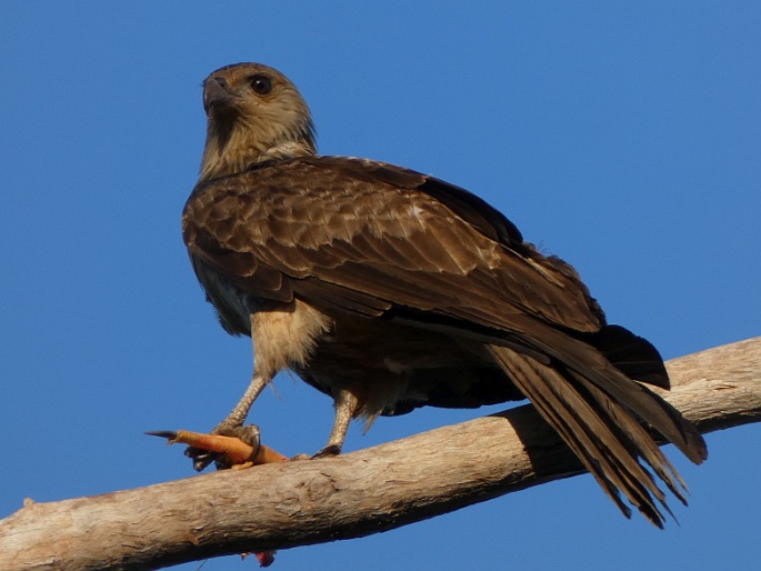 Haliastur sphenurus, luňák hvízdavý