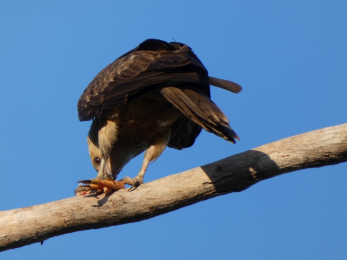 Haliastur sphenurus, luňák hvízdavý