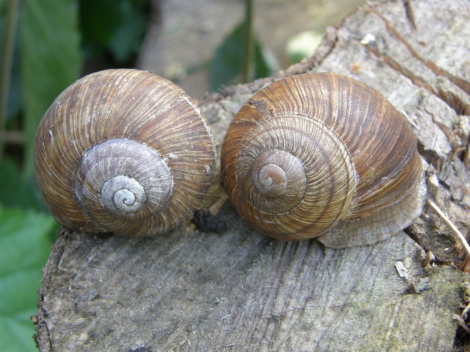 Helix pomatia, hlemýžď zahradní