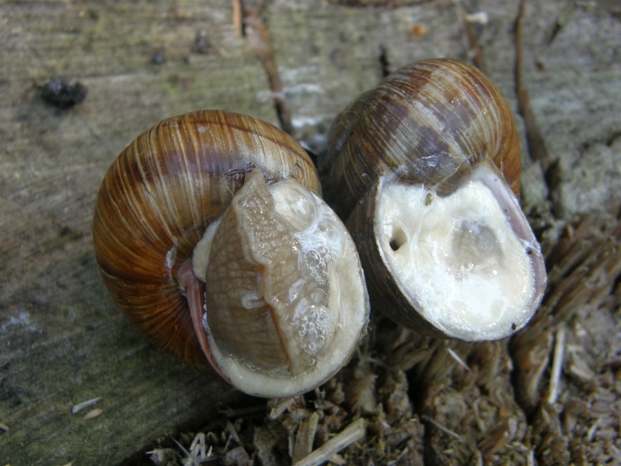 Helix pomatia, hlemýžď zahradní