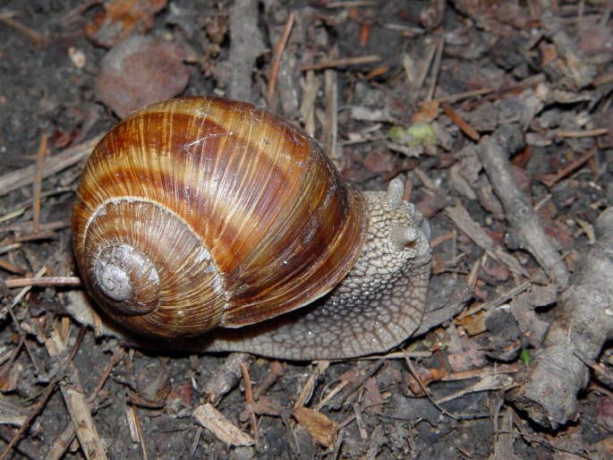 Helix pomatia, hlemýžď zahradní