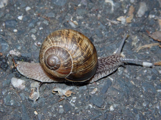 Helix pomatia, hlemýžď zahradní