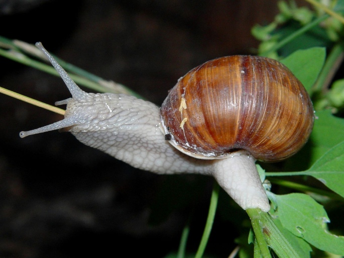 Helix pomatia, hlemýžď zahradní