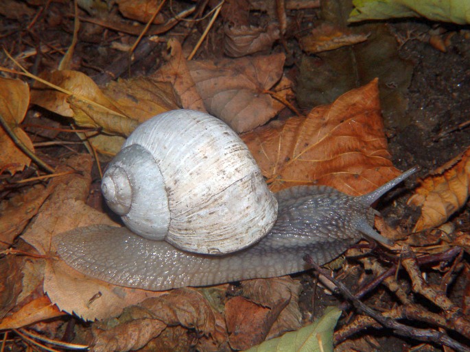 Helix pomatia, hlemýžď zahradní