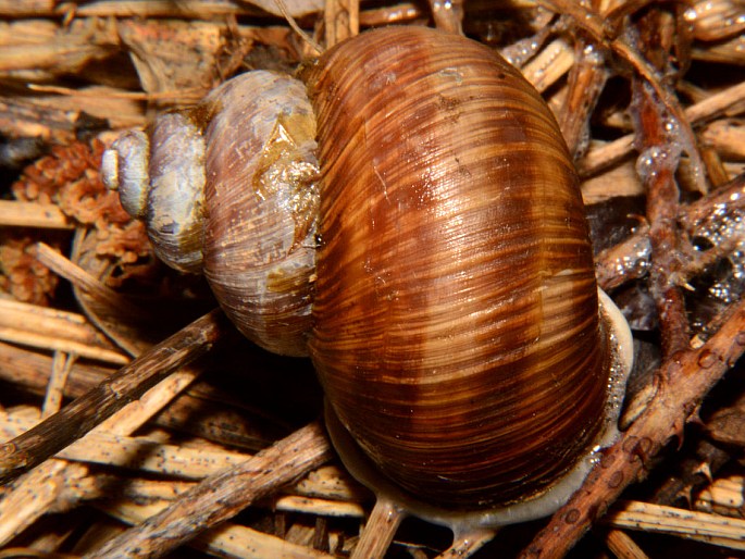 Helix pomatia, hlemýžď zahradní