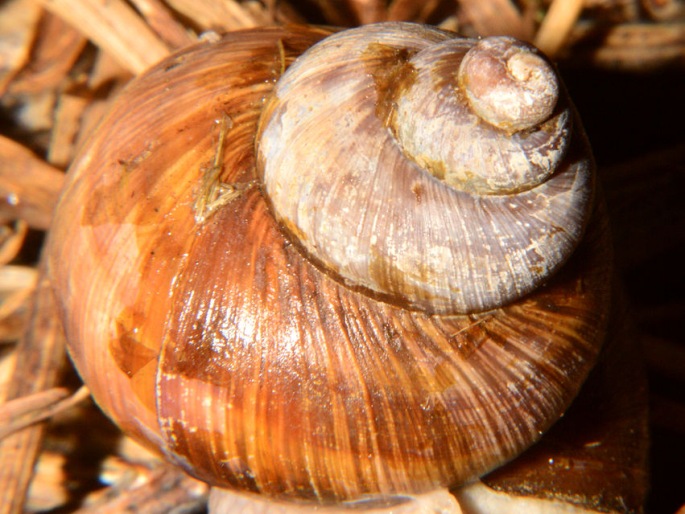 Helix pomatia, hlemýžď zahradní